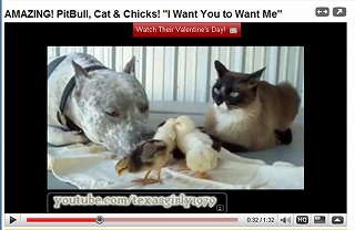 cat_dog_chikin2.jpg