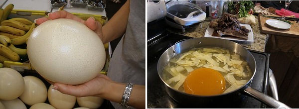 dachouegg201702.jpg