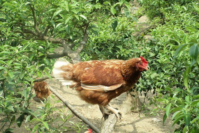 木屋平高原放し飼いたまご（６個）