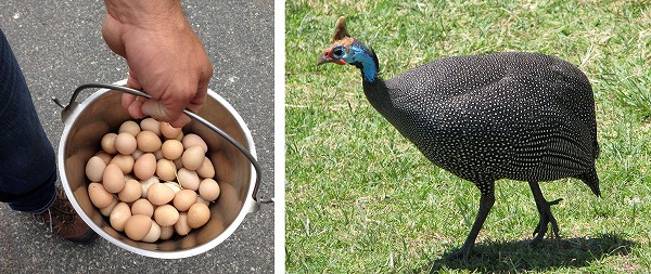 こんなにある！世界で食べられている鶏サン以外の鳥卵10種 | たまごのソムリエ 小林ゴールドエッグ