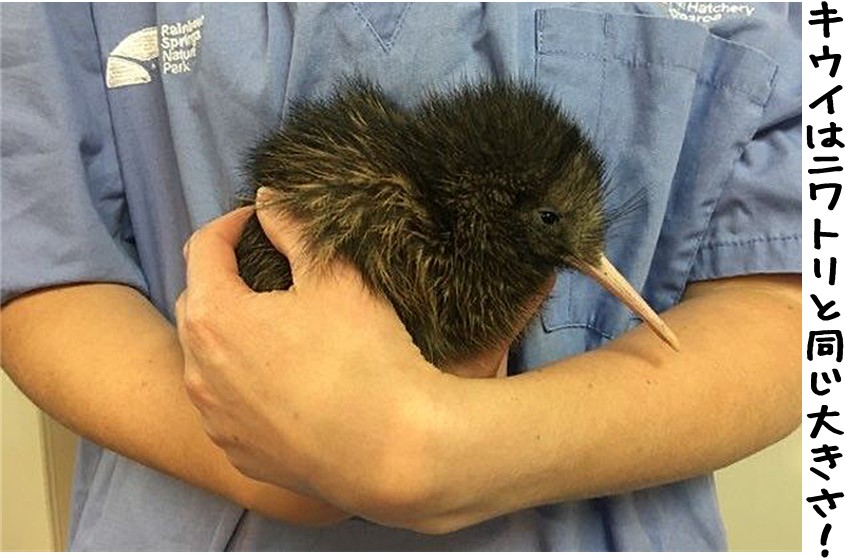 キウイの卵は世界一 たまごのソムリエ 小林ゴールドエッグ