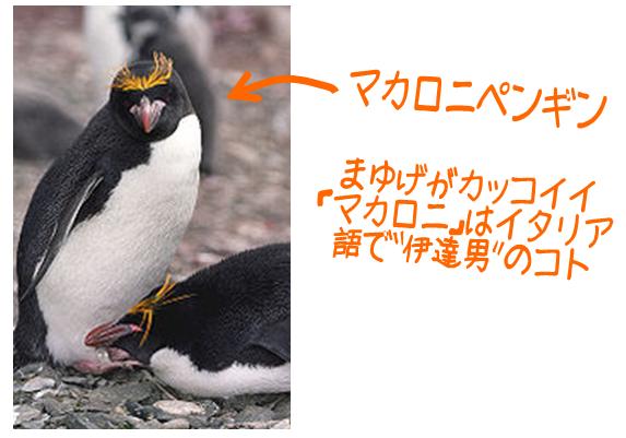 macaroni_penguin2.jpg
