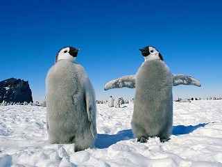 ペンギンの卵はどんな味 ペンギンネタその２ たまごのソムリエ 小林ゴールドエッグ