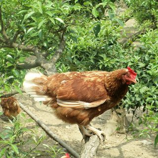 木屋平高原放し飼いたまご（ギフト用）